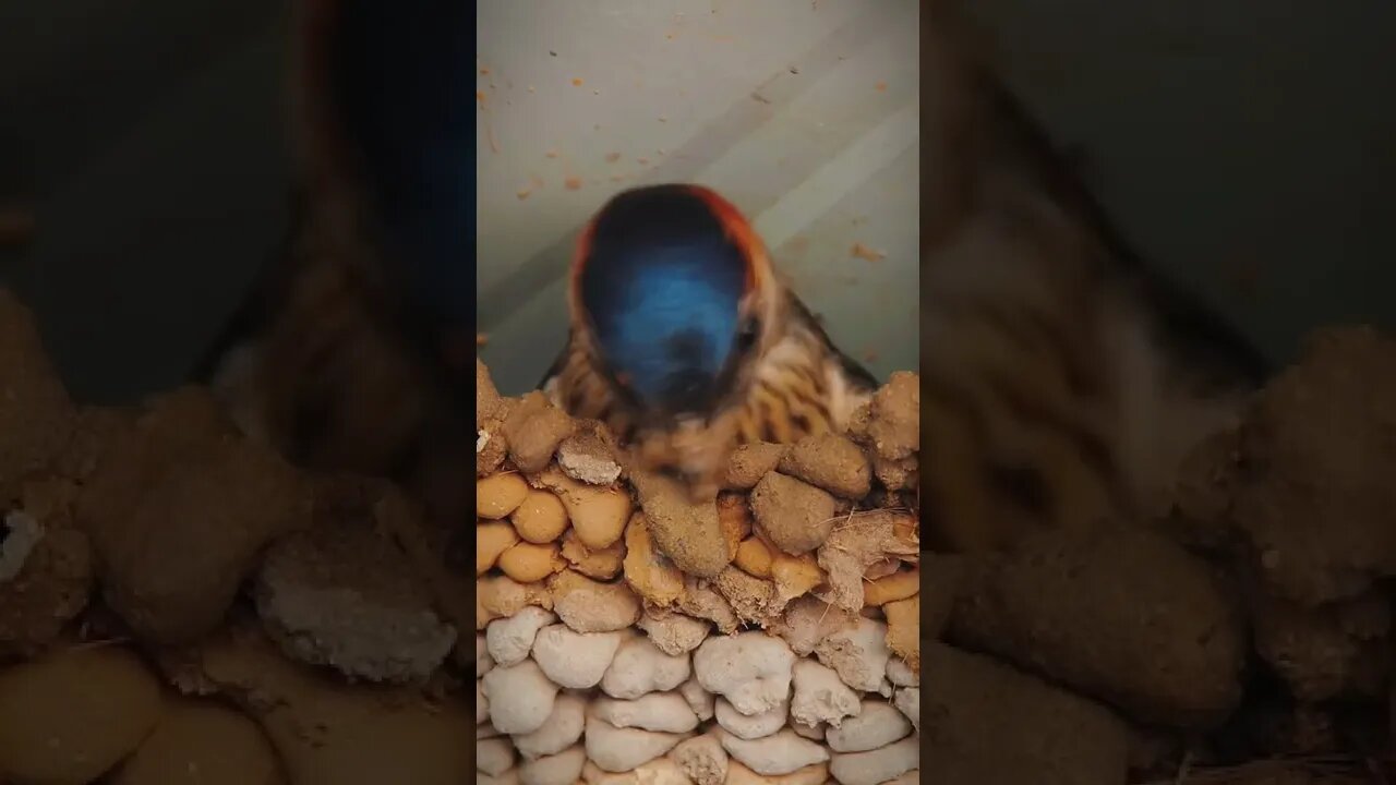 This is how a bird makes nest #shorts #viral