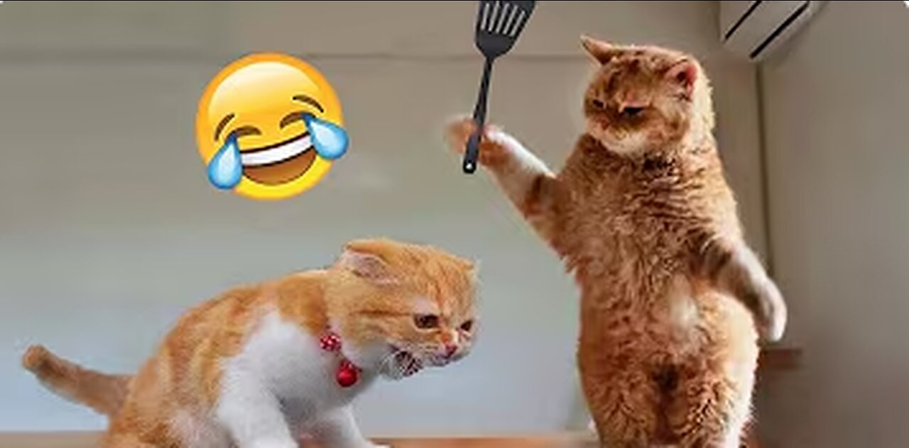 1 Hour of Funniest Animals 2023 - Funniest Cats and Dogs 😹🐶