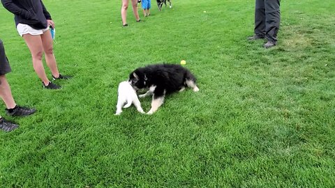 Ares and River:Jack Russell Terrier plays with a Malamute