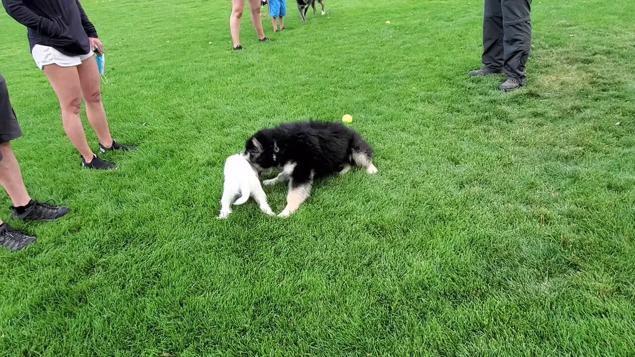 Ares and River:Jack Russell Terrier plays with a Malamute