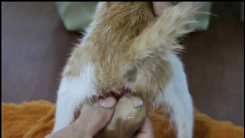 Cat Gives a birth