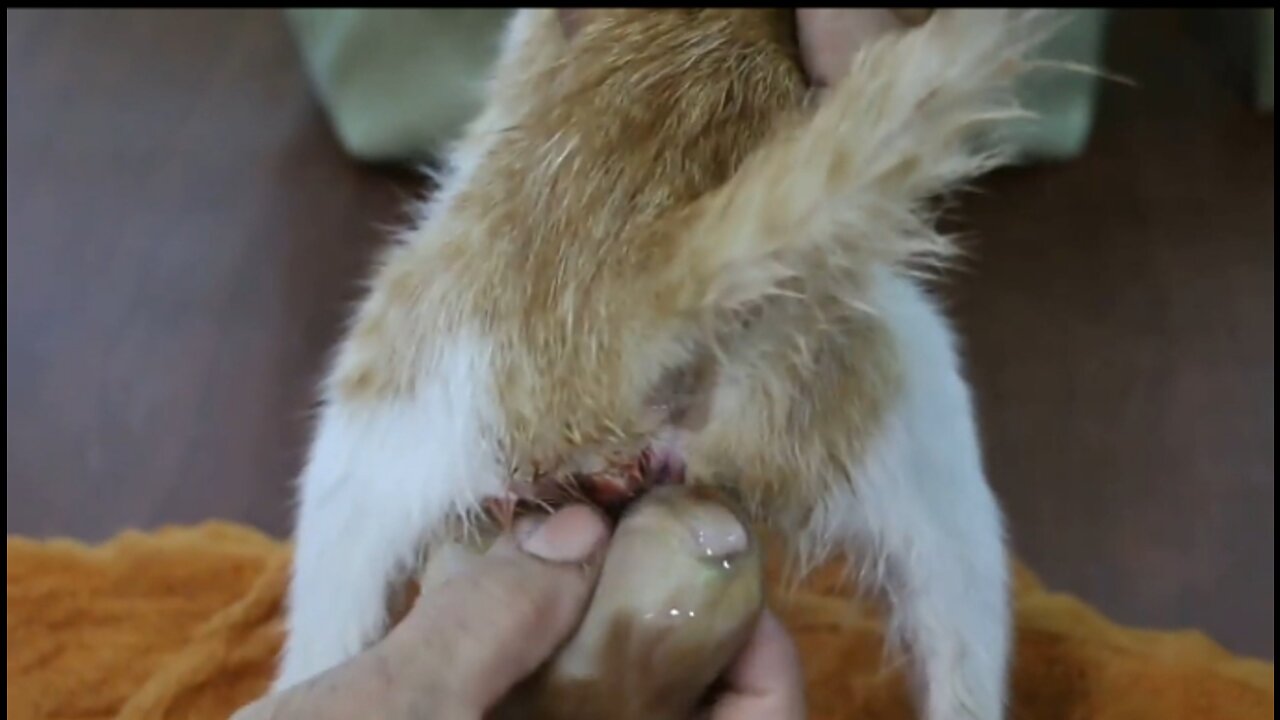 Cat Gives a birth