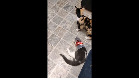 My Kitten Is Also A Weasel