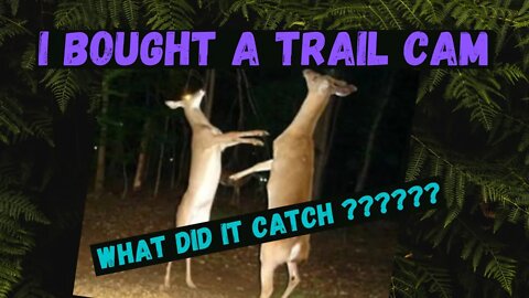 What did we see on the APEMAN trail cam?