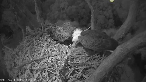 Samson and Gabby work on nest after dark. 11-6--19