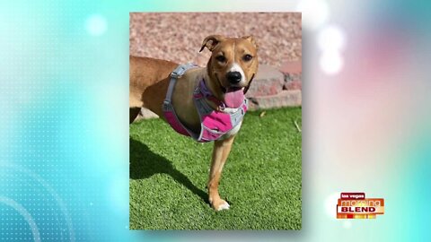 PICK OF THE LITTER: Heidi!