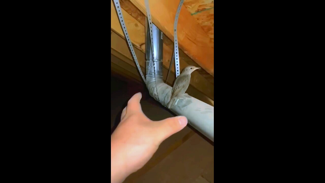 Bird Screaming Meme #meme #funny #viral