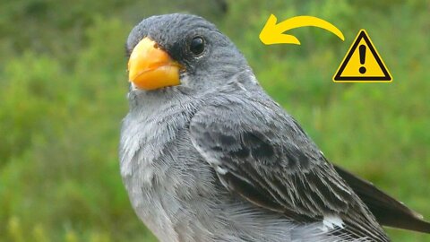 [LINDO] O CANTO DA PATATIVA TROPEIRA - Tropeiro Seedeater