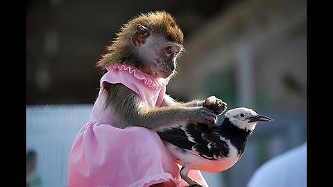 "Monkeying Around: Adventures with Our Kid's Primate Pal"