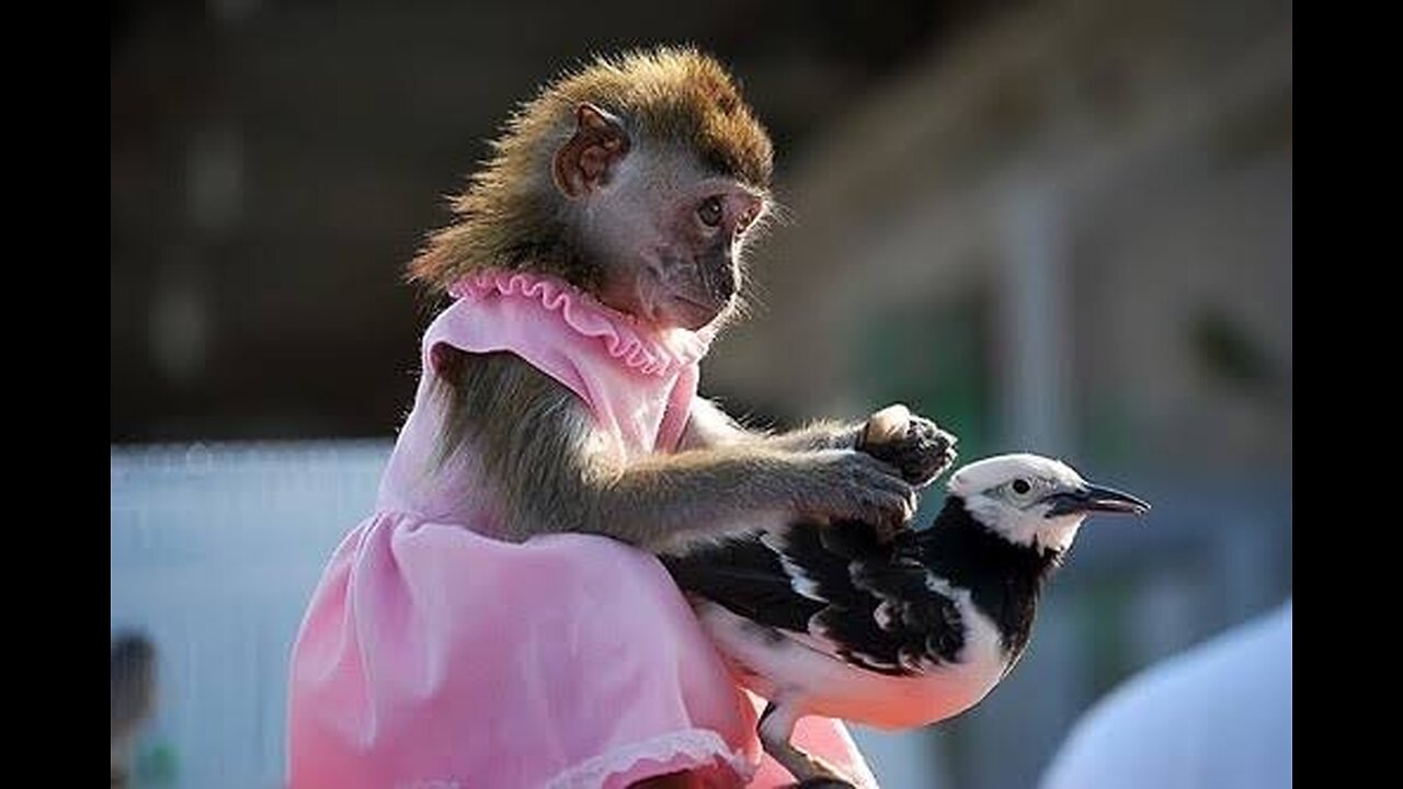 "Monkeying Around: Adventures with Our Kid's Primate Pal"