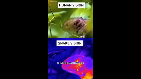 Animals vision vs Human vision