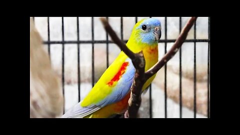 Uma ave pra se considerar | NEOPHEMA TURQUOISINE em detalhes | FALANDO DE AVES EXÓTICAS REVIEW