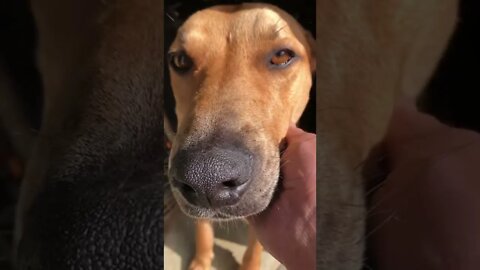 Enjoying pats with my dog 💕