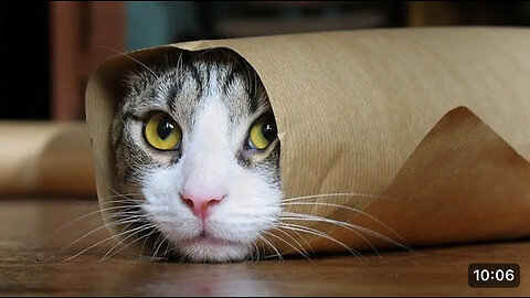Funny cat | Most popular