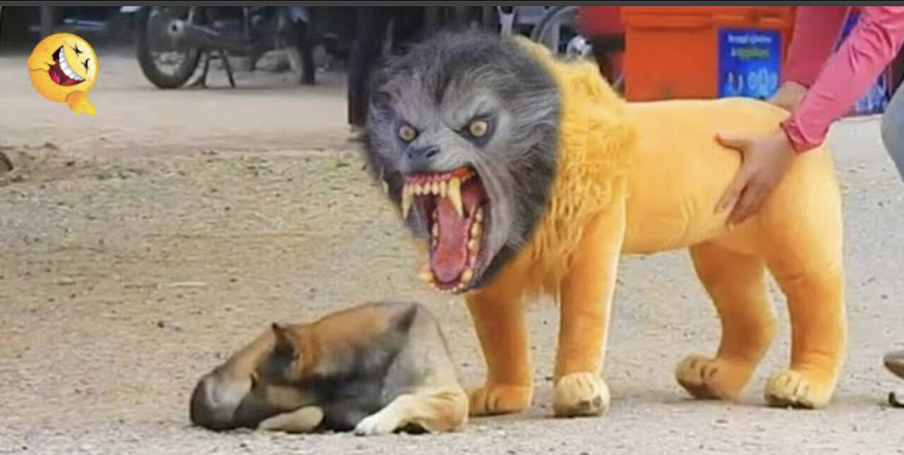 Troll prank Dog funny & fake lion And Fake Tiger prank