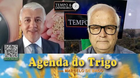Aumenta o interesse sobre o trigo nacional...