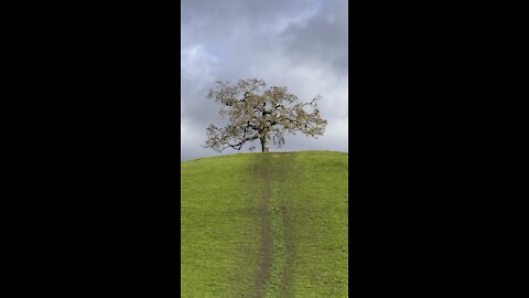 King of the Hill (Tree)
