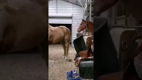 😂😂🐎🐴 #shorts #shortsvideo #fyp #funny #horse #notmine