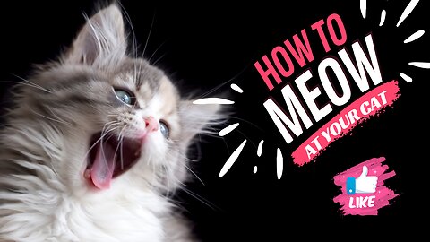 How to "MEOW" and get your cats attention!