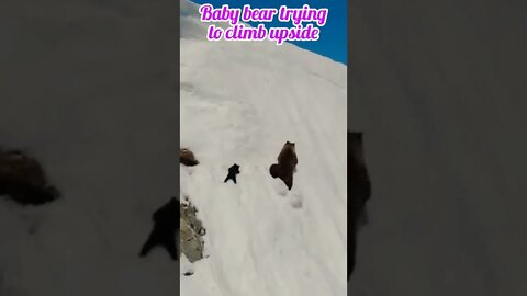 Baby bear trying to climb upside |#shorts #youtubeshorts #shortvideo