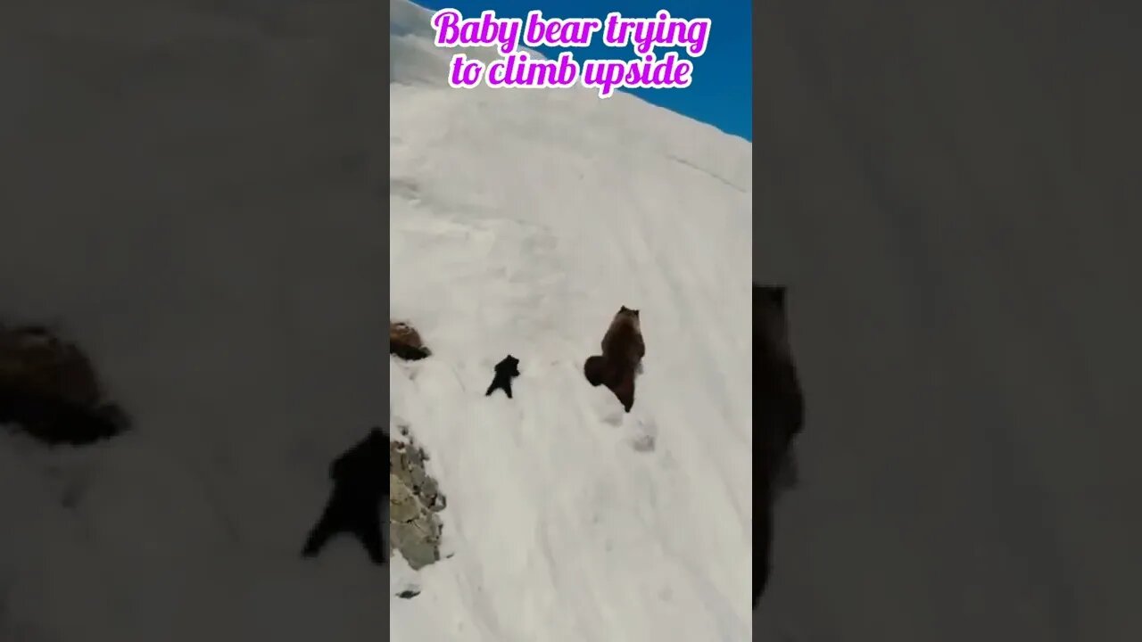 Baby bear trying to climb upside |#shorts #youtubeshorts #shortvideo