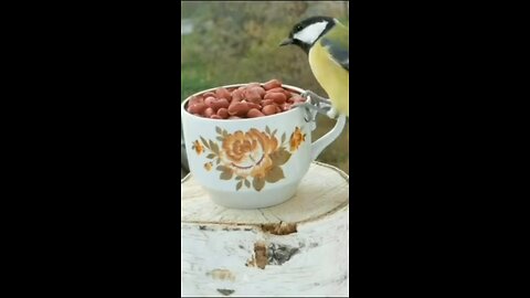 Beautiful Birds Eating Nutts during Snow fall