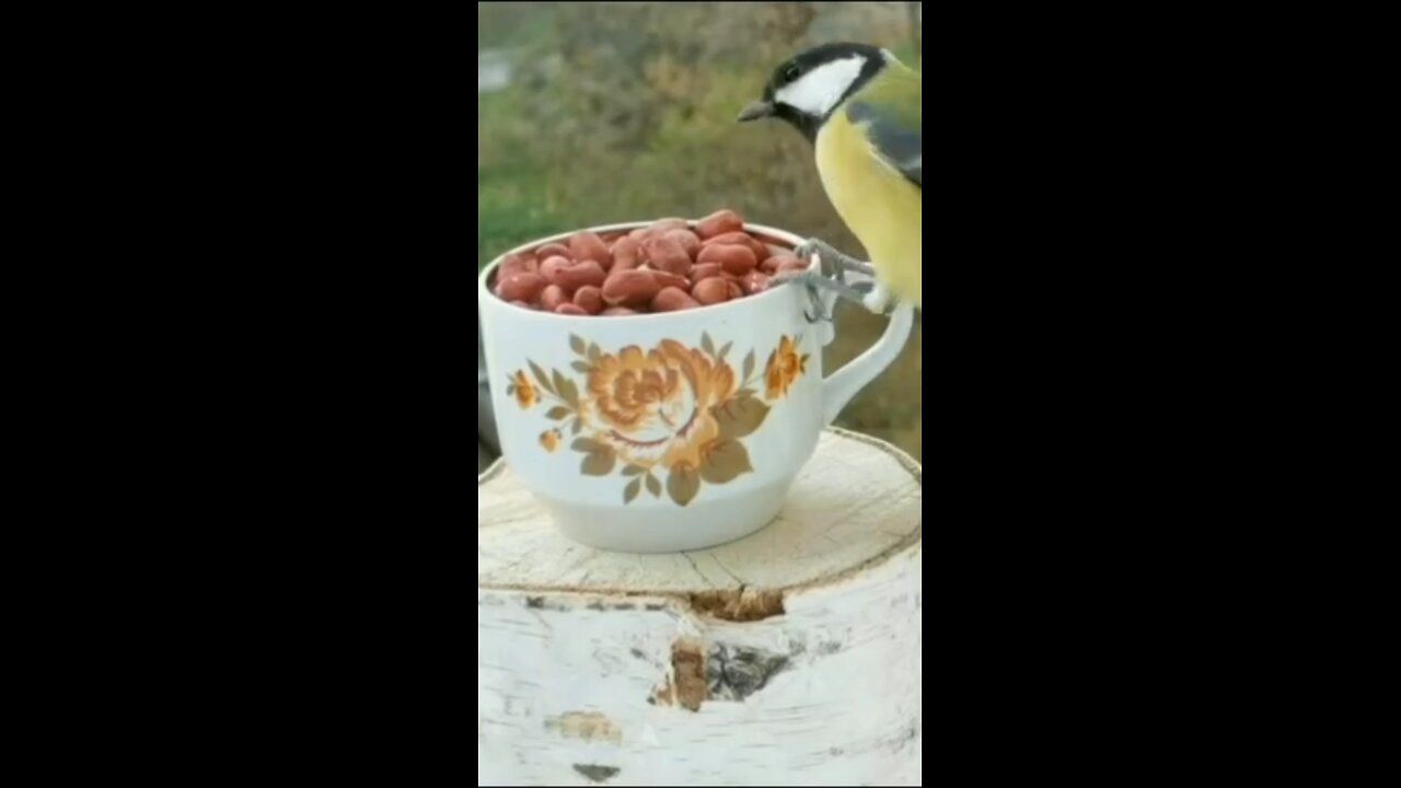 Beautiful Birds Eating Nutts during Snow fall