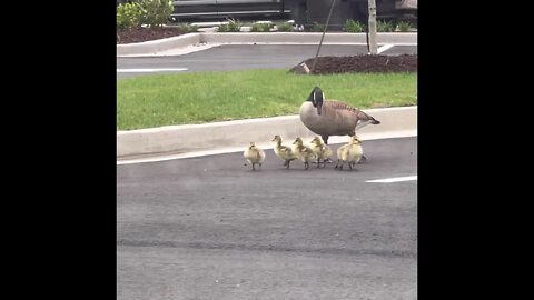 Baby Geese Follow Parents #shorts