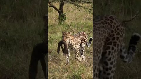 Stunning Leopard Walks with a Monitor Lizard!🤔#shorts #safari #travel #travelling