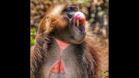The bleeding-heart monkey