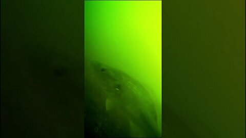 bass in murky water