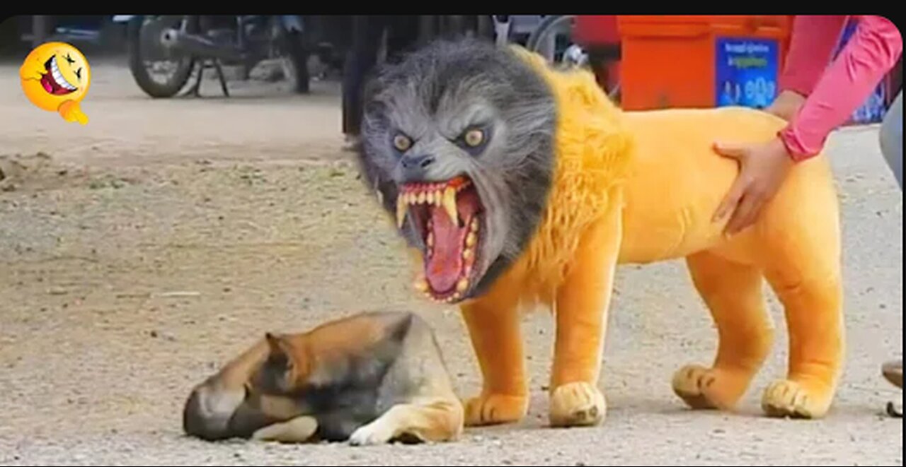 Troll Prank Dog Funny & fake Lion and Fake Tiger Prank To dog & Huge Box Prank to dog