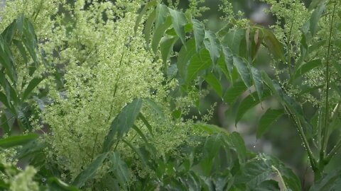 amazing sound of rain/rainfall on green plants😇/#amazing#rain#nature#beautiful