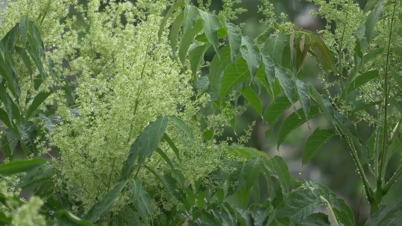 amazing sound of rain/rainfall on green plants😇/#amazing#rain#nature#beautiful
