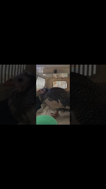 Injured guinea fowl keet in escape proof container