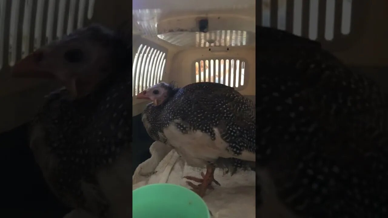 Injured guinea fowl keet in escape proof container