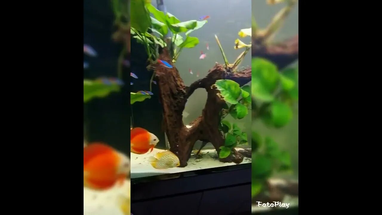 2 x Discus pairs lay eggs at the same time in the same tank 😲 Subscribe for more