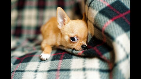 The cutest and funniest animals you'll ever see: Funny animal video
