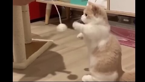 Funny cats and dogs compilation 😹🐶🐶😸🙀 #funny #cats #dogs