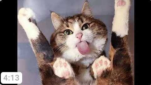 Cuteee Cat!!❤😍