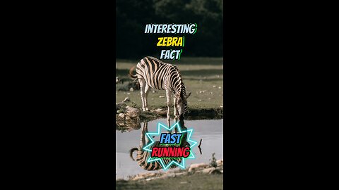 Interesting Zebra Fact | Fast Running