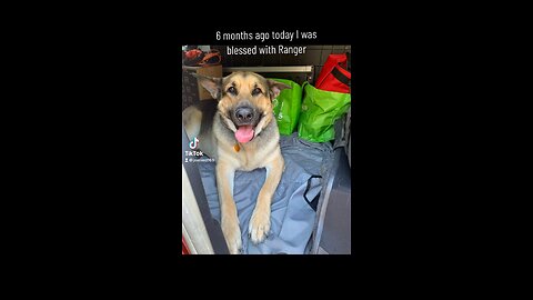 6 mths with Ranger-my service dog