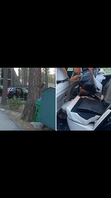 Police rescue curious bear trapped inside car