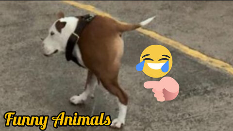 Funny Animals 🤣🤣🤣