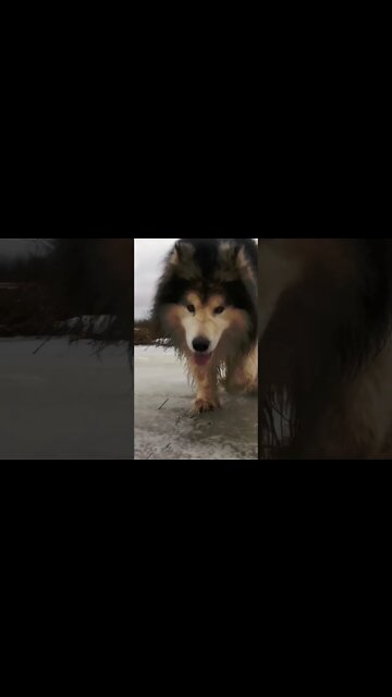 funny viral / big dog / #funnyvideo #funnyviral #short