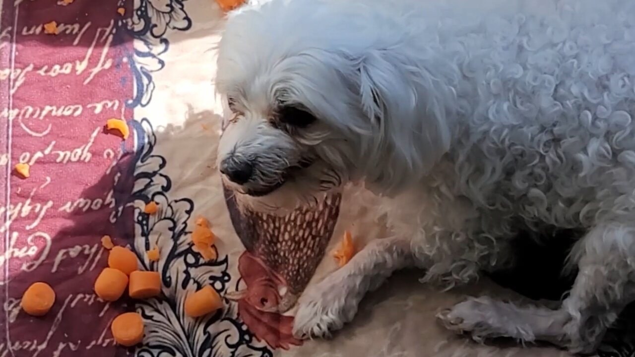 Lexi's Insane Obsession: Dog Devours Carrots! #doglover #doglife #dog