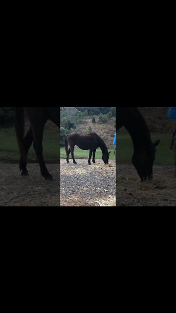 Elderly horse enjoying some hay