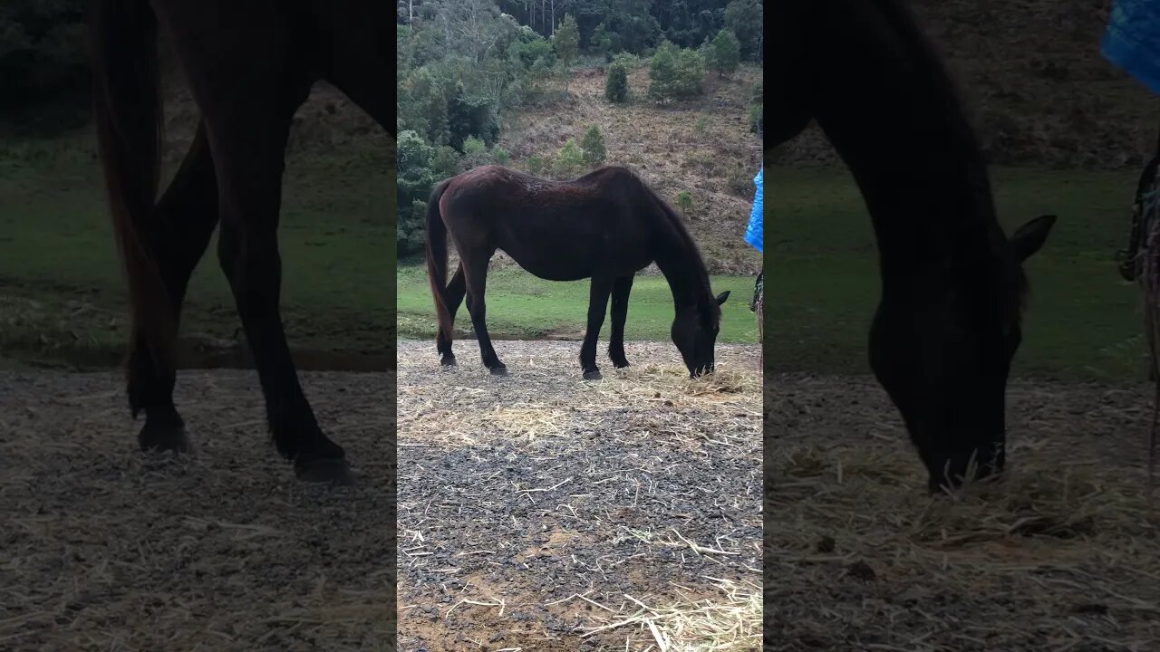 Elderly horse enjoying some hay
