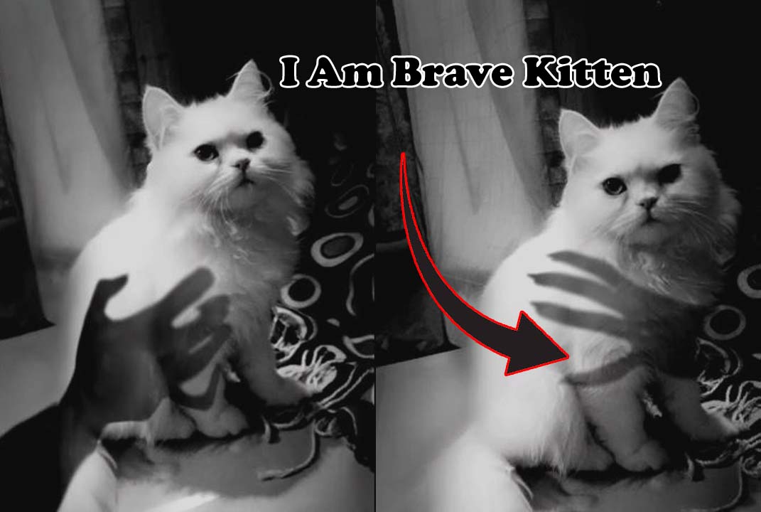 This Brave Kitten Is Not Afraid Of Ghost's Hand Shadow