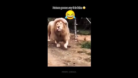 funny lion 🦁